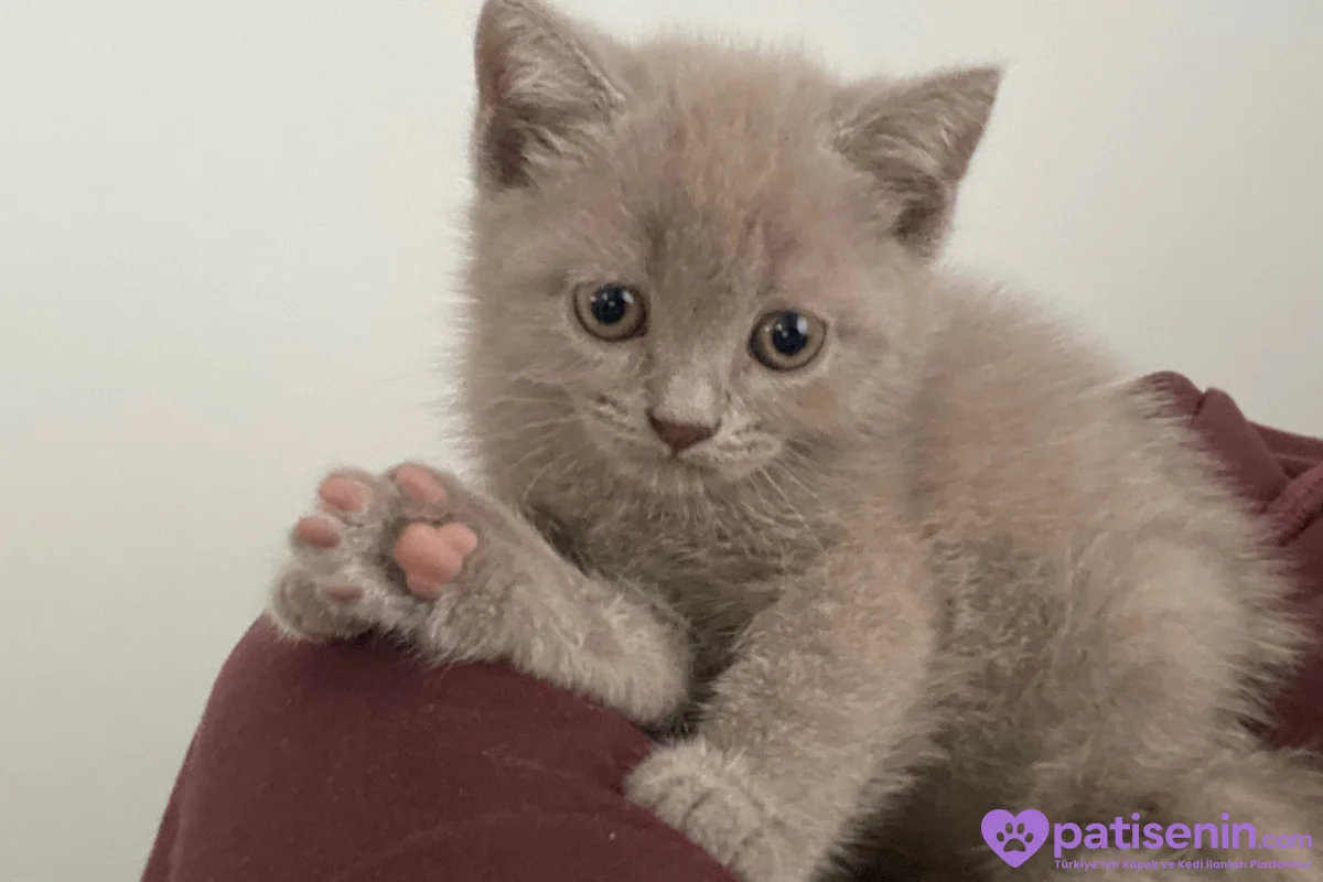British shorthair gri 50 günlük acil yuva aranıyor 3