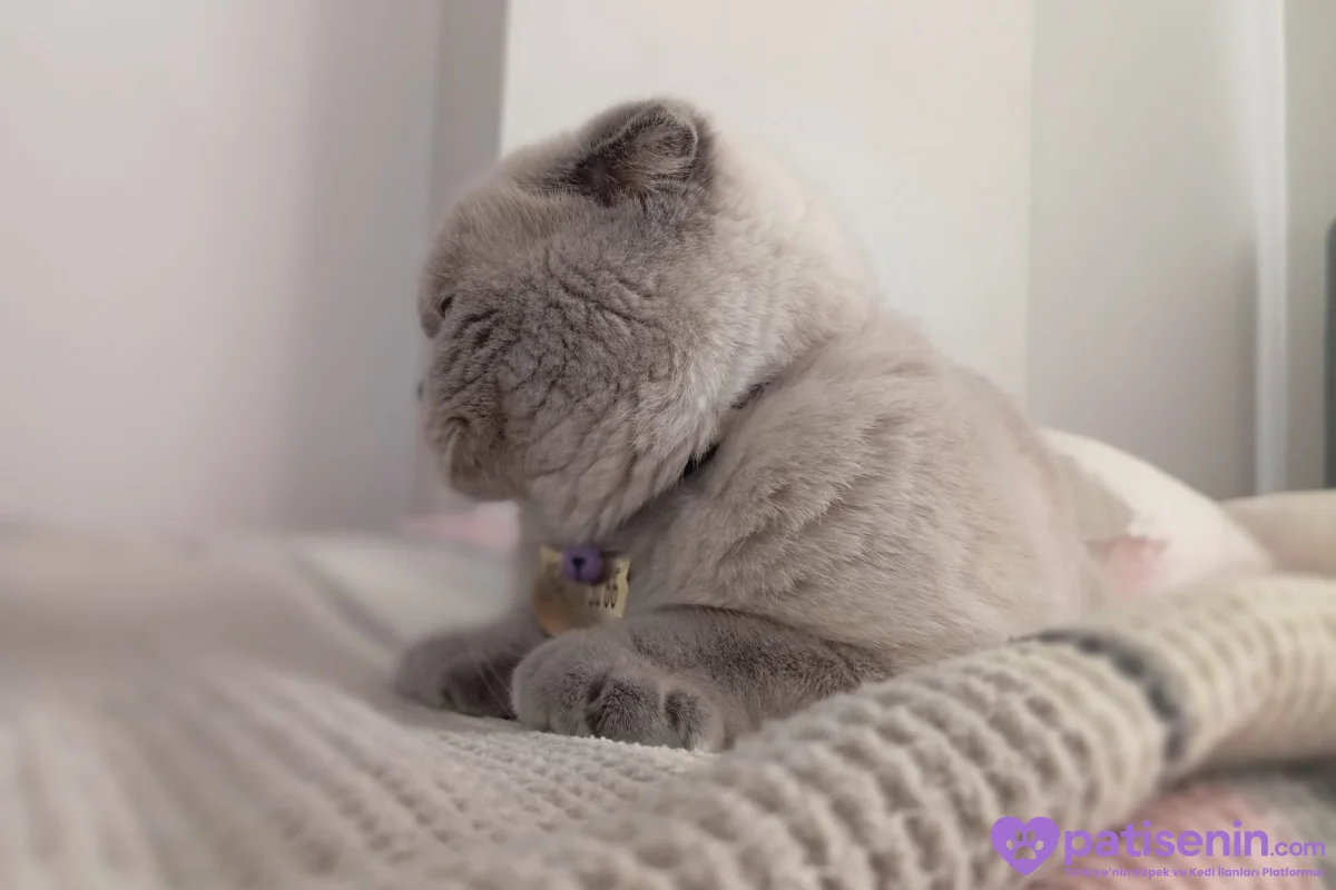 2 yaşında Scottish Fold 2