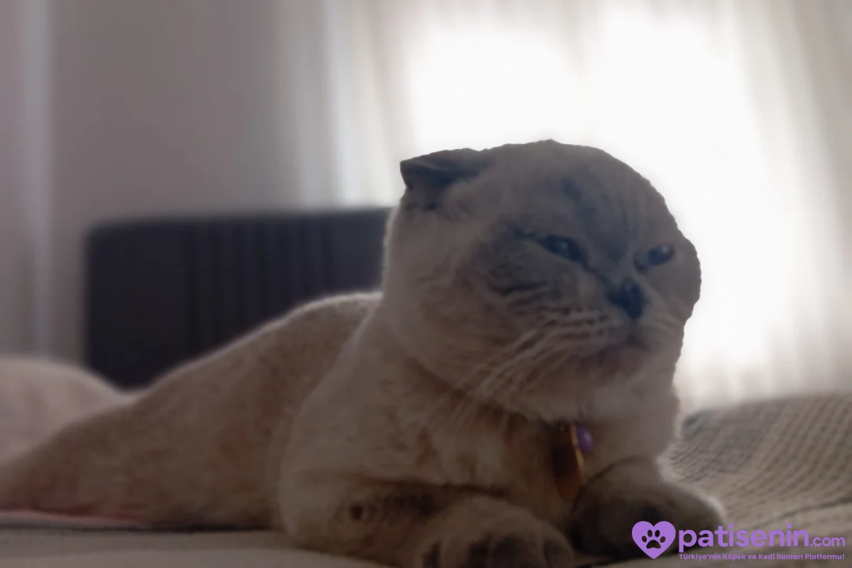 2 yaşında Scottish Fold 1