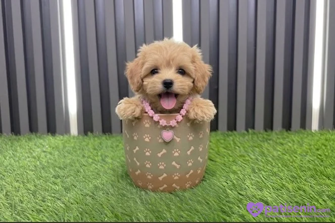 2 aylık tatlilar tatlisi maltipoo bebekler 2