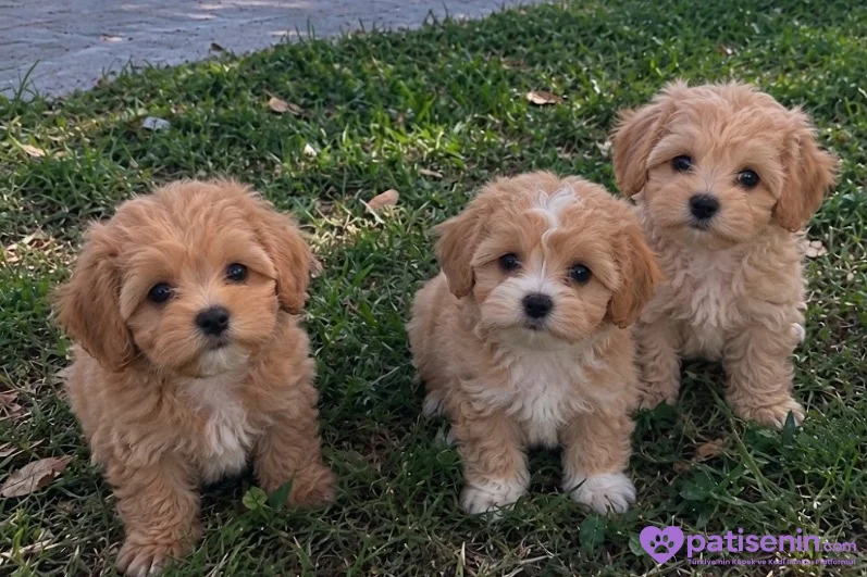 2 aylık tatlilar tatlisi maltipoo bebekler 1
