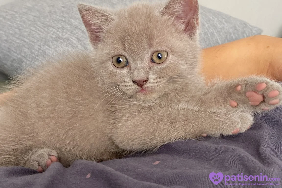 British shorthair gri 50 günlük acil yuva aranıyor 4