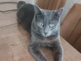 1 Yaşında kedimiz Puffy