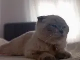 2 yaşında Scottish Fold