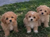 2 aylık tatlilar tatlisi maltipoo bebekler