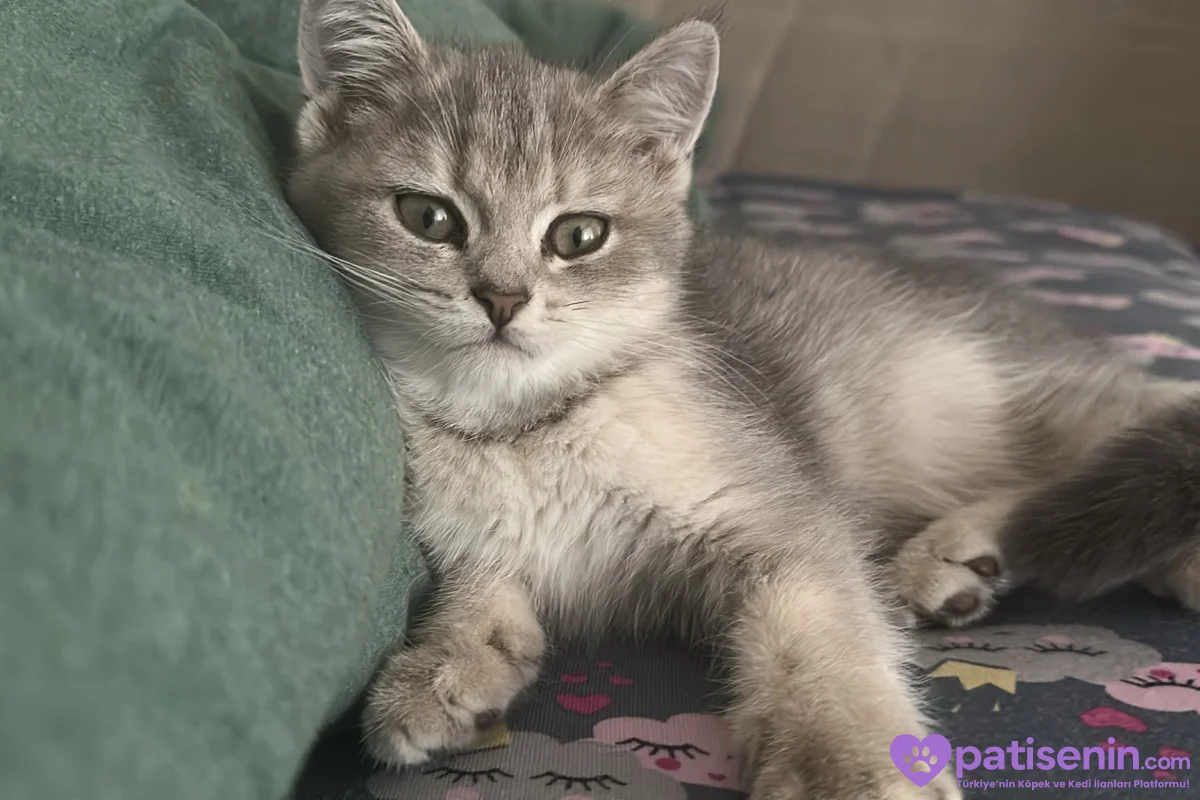 British shorthair blue golden 3