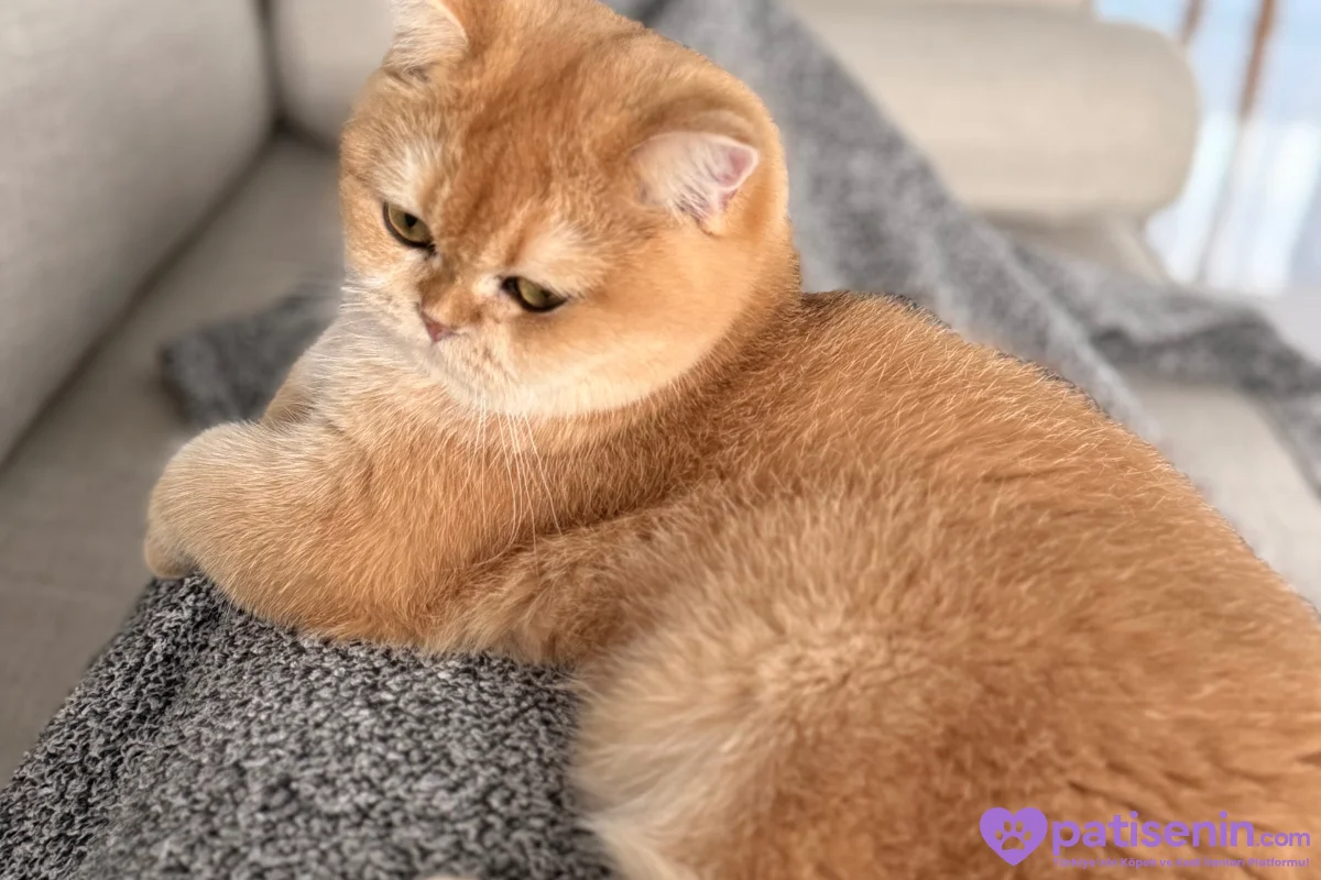 Safkan British Shorthair Kedimiz 1