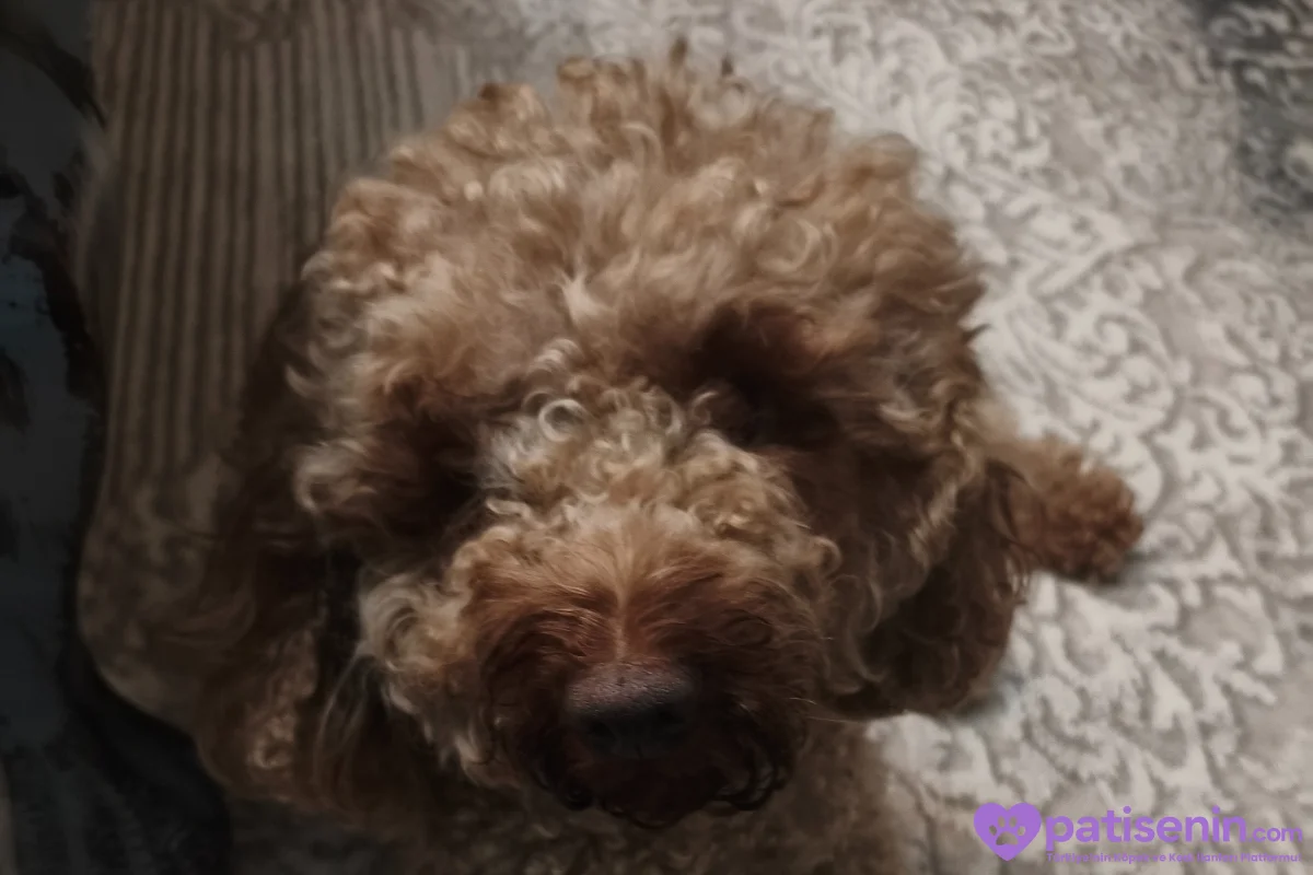 Safkan Toy Poodle Dişi Çiftleştirme 1