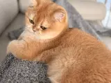 Safkan British Shorthair Kedimiz