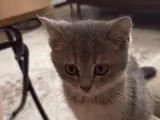 British shorthair blue golden