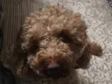 Safkan Toy Poodle Dişi Çiftleştirme