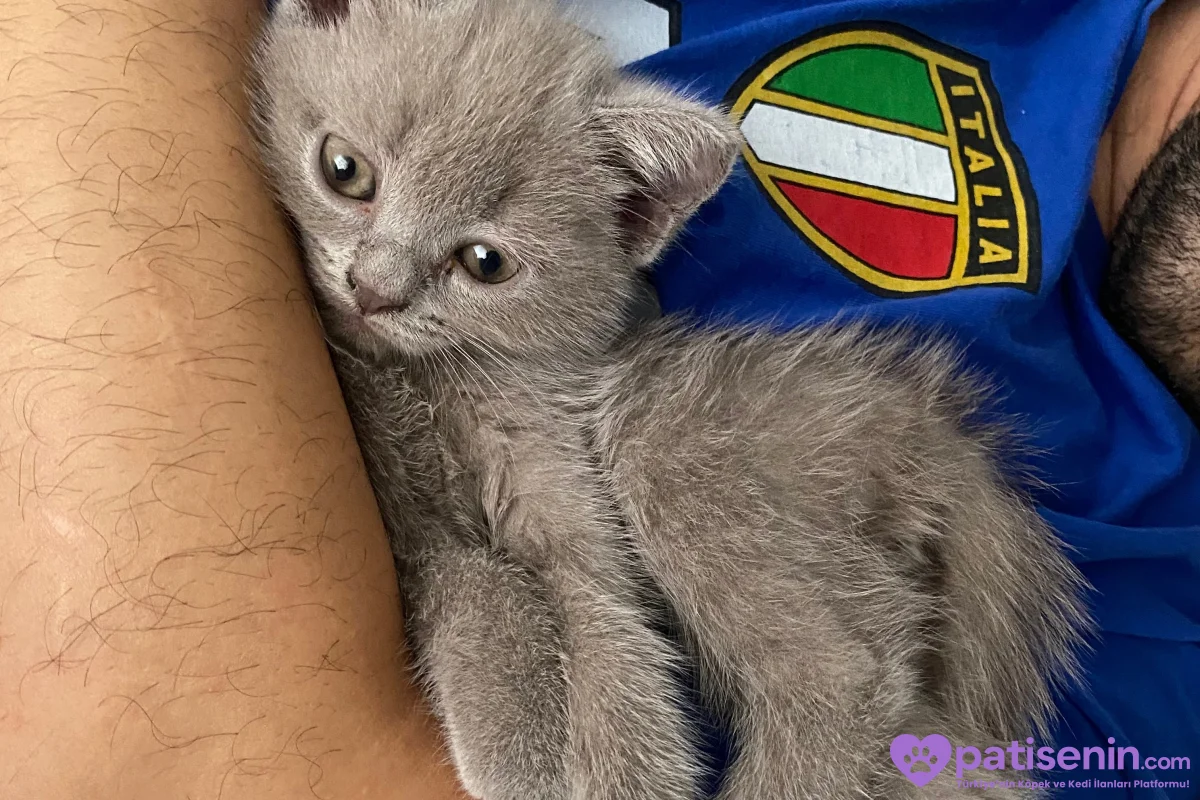 British shorthair gri 50 günlük acil yuva aranıyor 5
