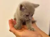 British shorthair gri 50 günlük acil yuva aranıyor
