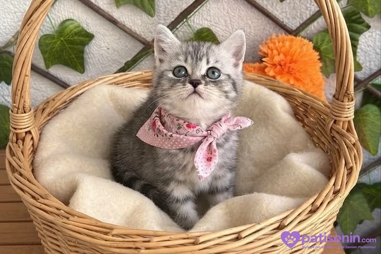 DİŞİ HANIM HANIMCIK AKILLI BRİTİSH BEBEK 3