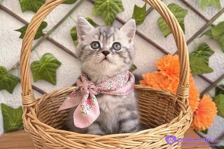 DİŞİ HANIM HANIMCIK AKILLI BRİTİSH BEBEK 4