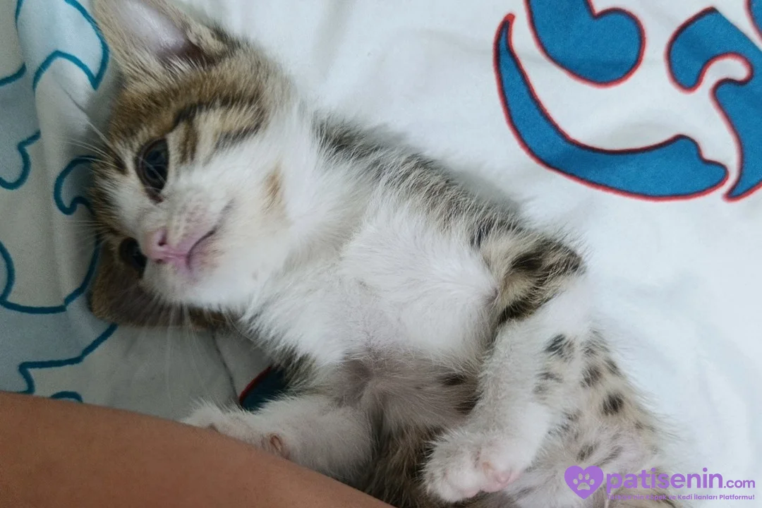 3 HAFTALIK dişi yavru kedi 4
