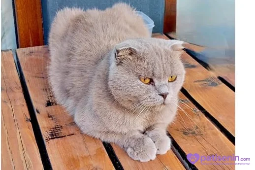4 Yaşında Erkek scottish fold 5