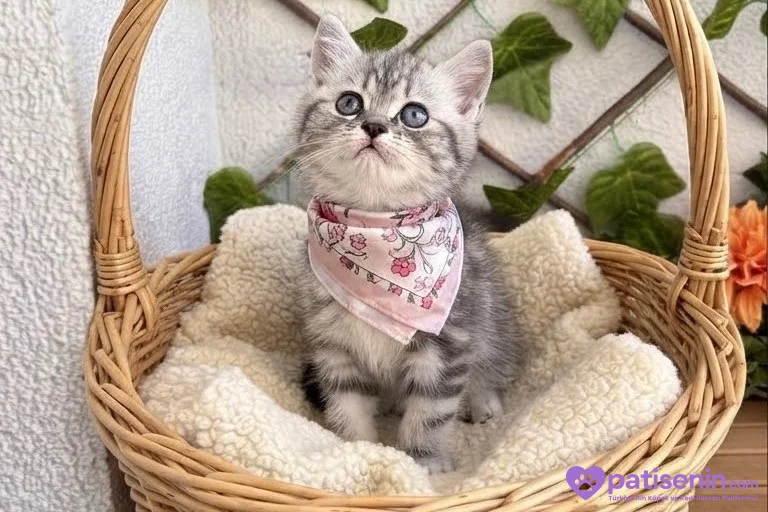DİŞİ HANIM HANIMCIK AKILLI BRİTİSH BEBEK 1