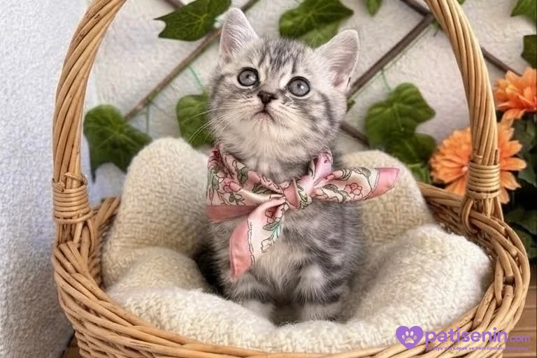DİŞİ HANIM HANIMCIK AKILLI BRİTİSH BEBEK 2