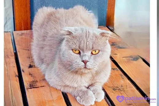 4 Yaşında Erkek scottish fold 4