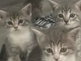 4 erkek 1 anne ücretsiz sahiplendirilicektir