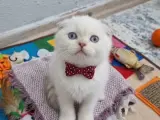 Top surat bebeklerim yeni yuvaya hazır