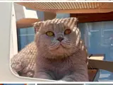 4 Yaşında Erkek scottish fold