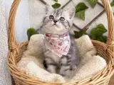 DİŞİ HANIM HANIMCIK AKILLI BRİTİSH BEBEK