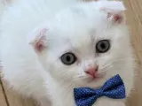 Pamuk bebekler teslime hazır