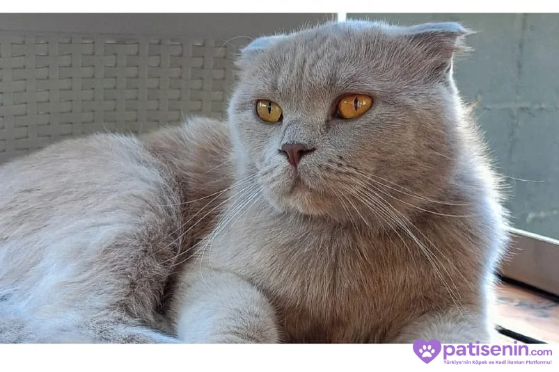 4 Yaşında Erkek scottish fold 3