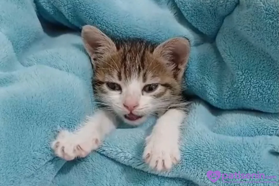 3 HAFTALIK dişi yavru kedi 3