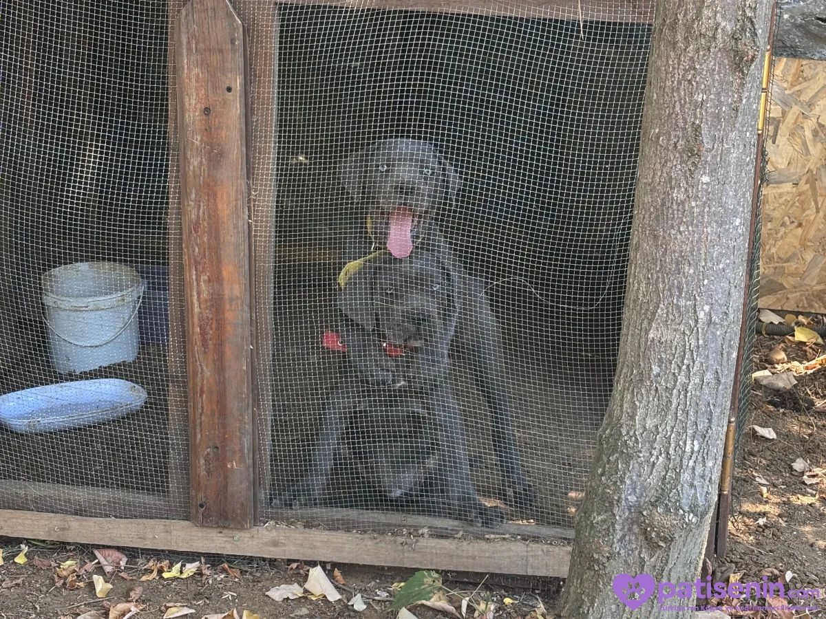 Safkan Cane Corso Yavrumuz Tam Eğitimli 3