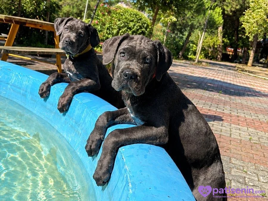 Safkan Cane Corso Yavrumuz Tam Eğitimli 1