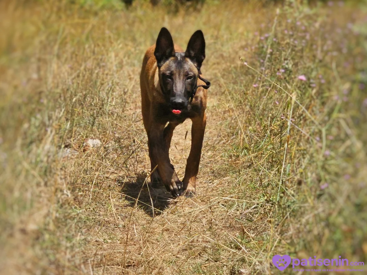 8 aylık orjinal belçika kurdu. Malinoise. 7