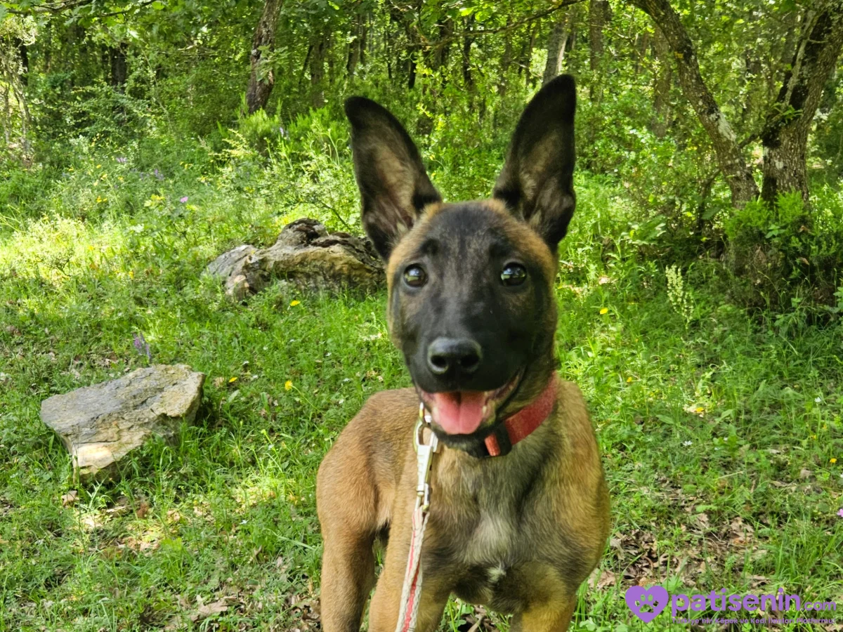 8 aylık orjinal belçika kurdu. Malinoise. 4