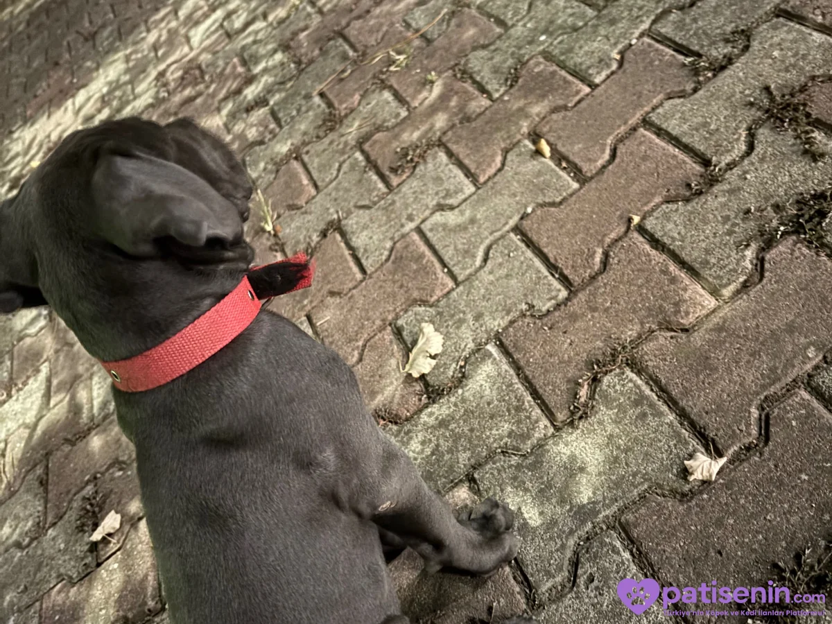 Safkan Cane Corso Yavrumuz Tam Eğitimli 2