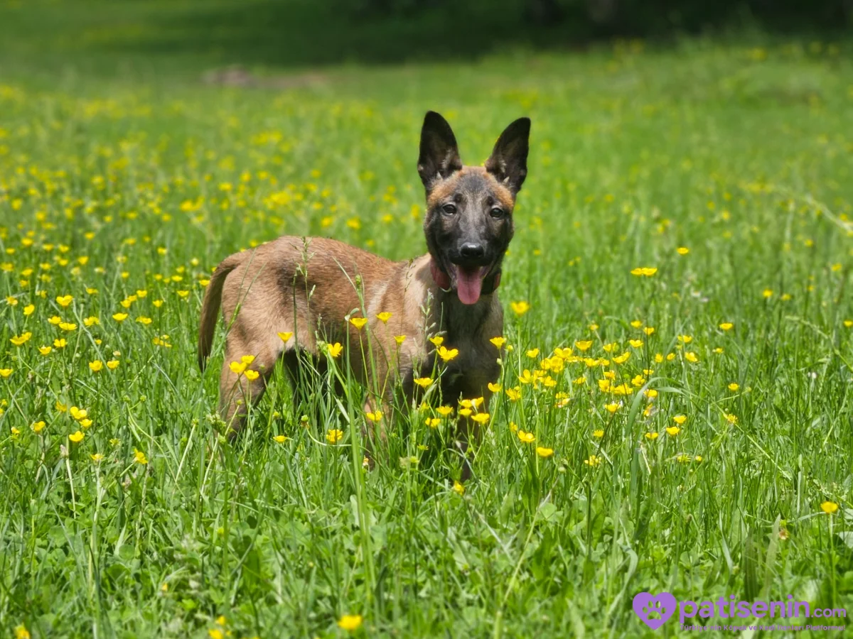8 aylık orjinal belçika kurdu. Malinoise. 3