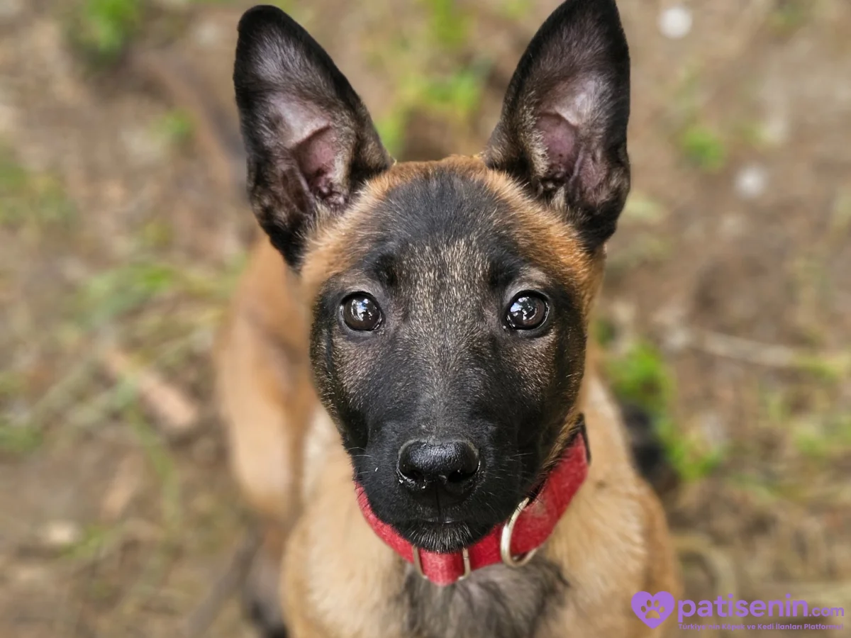 8 aylık orjinal belçika kurdu. Malinoise. 5