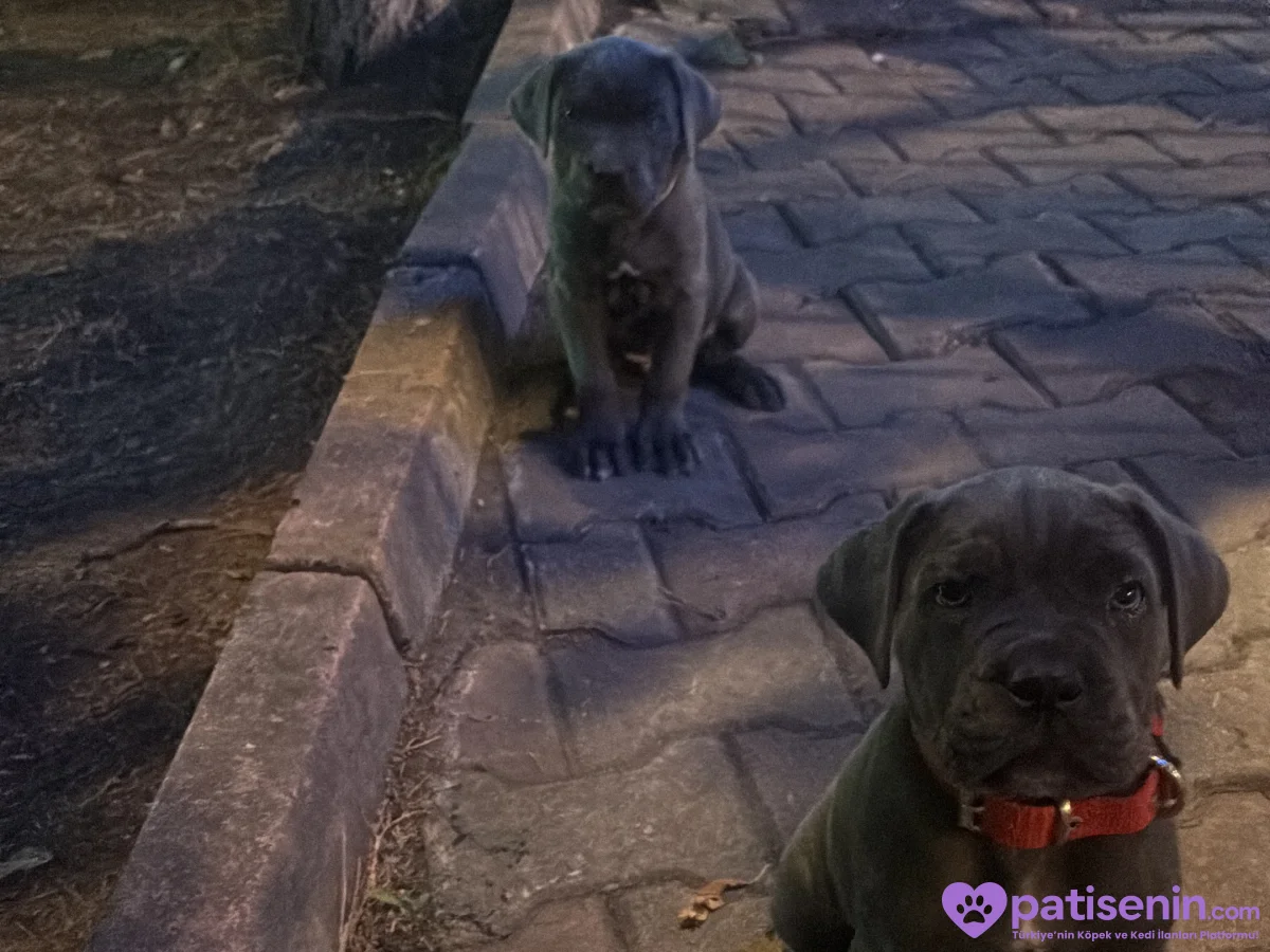 Safkan Cane Corso Yavrumuz Tam Eğitimli 5