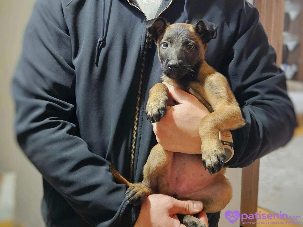 8 aylık orjinal belçika kurdu. Malinoise. 6