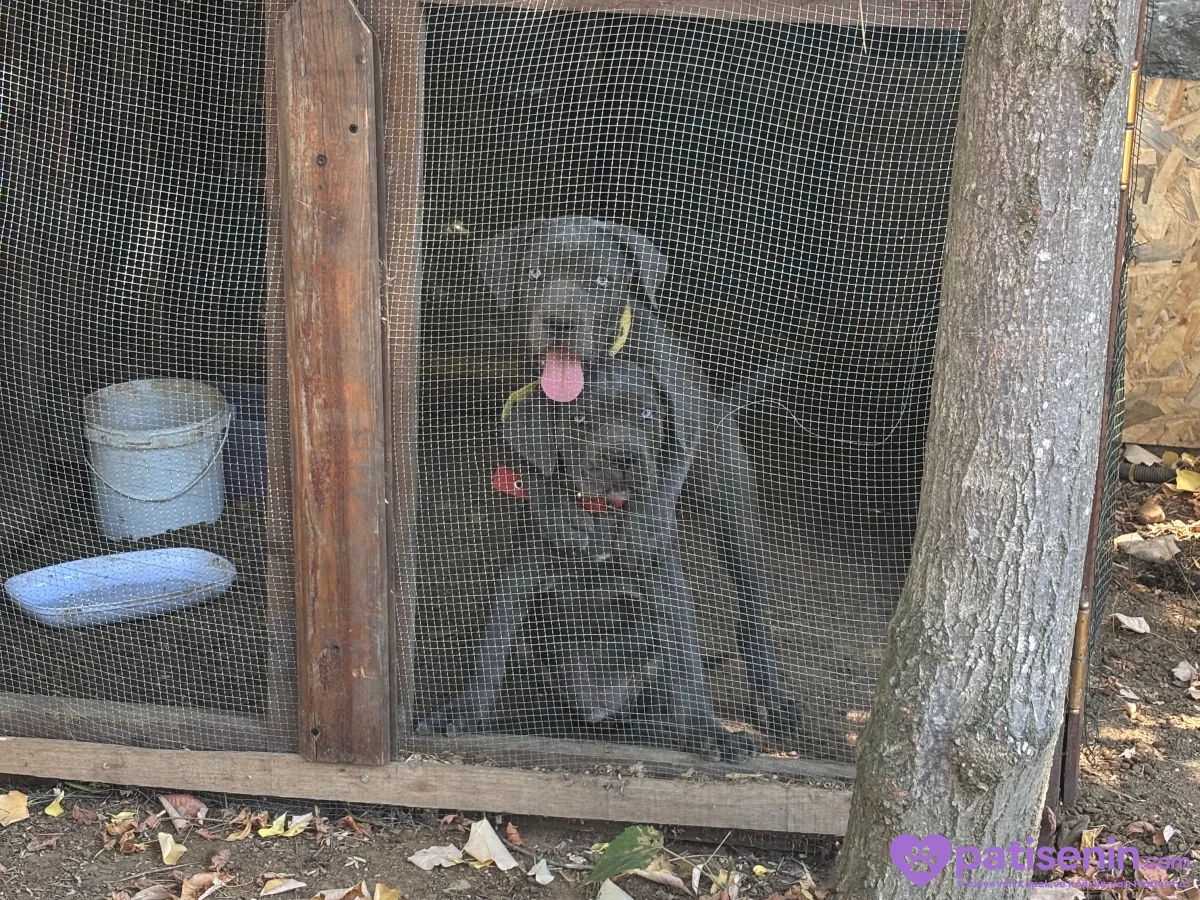 Safkan Cane Corso Yavrumuz Tam Eğitimli 4