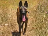 8 aylık orjinal belçika kurdu. Malinoise.