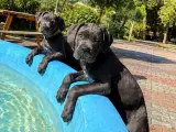 Safkan Cane Corso Yavrumuz Tam Eğitimli