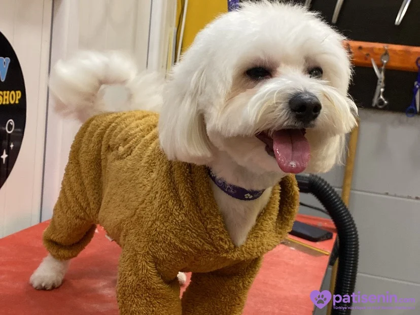 🐾 Maltese Terrier Erkek Köpeğimize Dişi Eş Arıyoruz 🐾 1