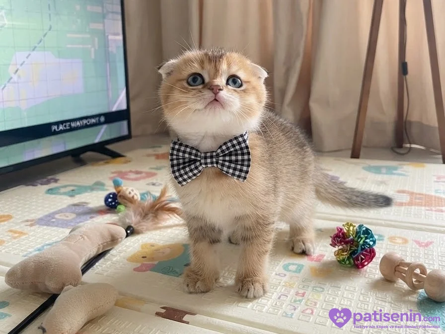 SAFKAN GOLDEN DİŞİ ERKEK SCOTTİSH BRİTİSH 4