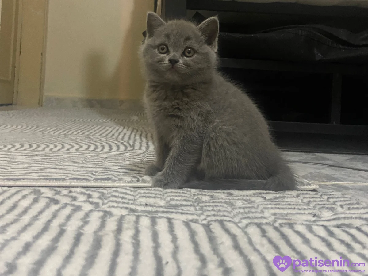 3 aylık dişi british shorthair 3