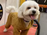 🐾 Maltese Terrier Erkek Köpeğimize Dişi Eş Arıyoruz 🐾