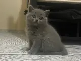 3 aylık dişi british shorthair