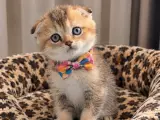 SAFKAN GOLDEN DİŞİ ERKEK SCOTTİSH BRİTİSH