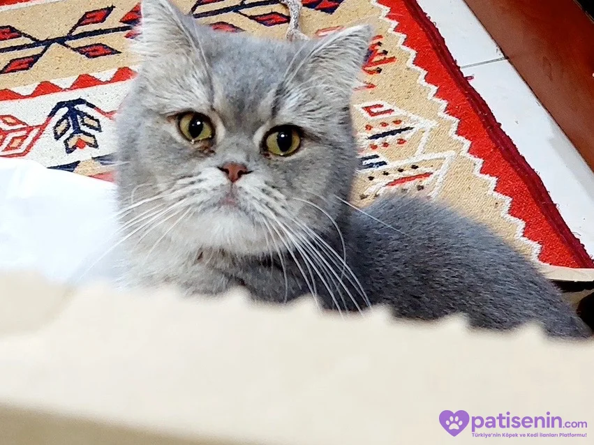 British shorthair dişi kedimi tamamen ücretsiz iyi bi aileye sahiplendirmek istiyorum 1